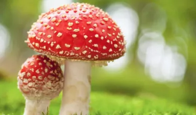 Especies de Hongos en Colombia: Una Riqueza Inexplorada