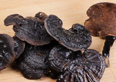 Cultivo de Ganoderma (Reishi): Guía Completa para Log y Bloques de Aserrín
