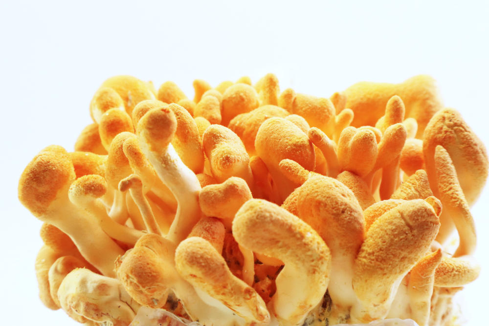 Cordyceps: ATP, Energía Mitocondrial y Rendimiento Deportivo