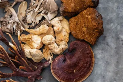 Hongos Medicinales: La Farmacia del Reino Oculto