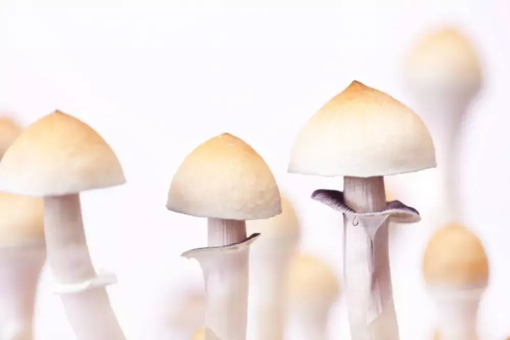 Psilocybe Cubensis