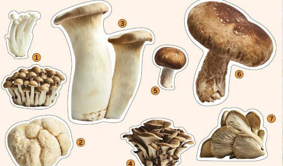 Guía exhaustiva sobre los hongos psilocibios en Colombia: identificación de especies (Psilocybe cubensis, semilanceata, etc.), análisis legal actual (2025), usos tradicionales y reducción de riesgos.