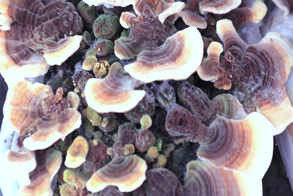 Turkey Tail (Trametes versicolor): PSK, PSP y la Evidencia en Cáncer