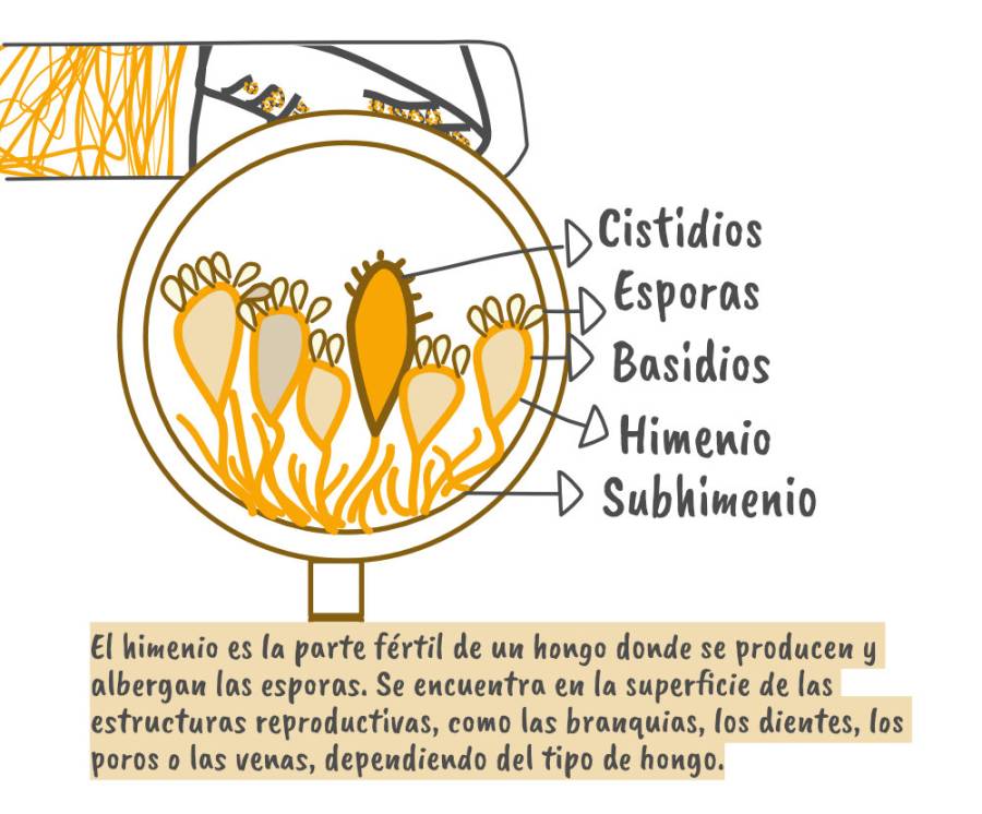 Basidios Basidioesporas Esporas Scaled