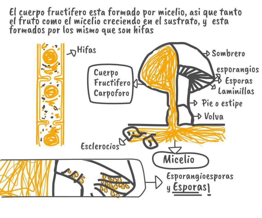 Partes Del Hongo Scaled
