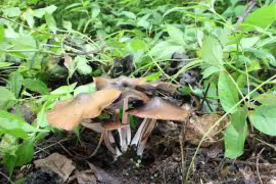 Psilocybe Caerulescens