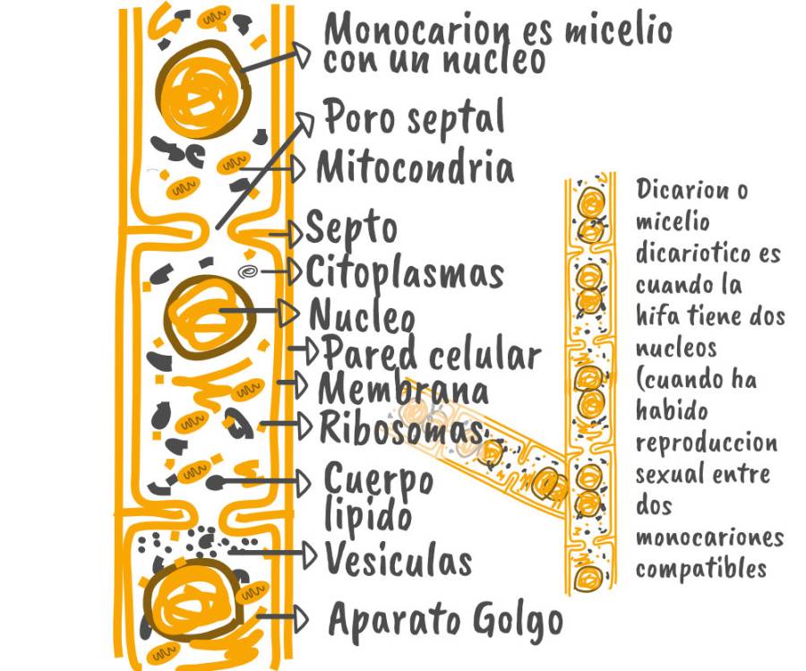 Parte De La Hifa Scaled