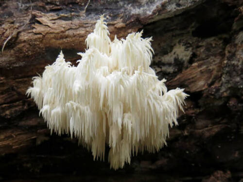 Hericium Coralloides